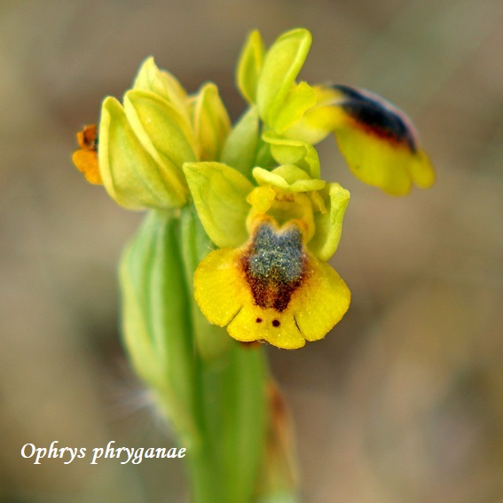 Orchidee dell''Epiro e del Peloponneso